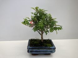 Bonsai 5 añosSAGERETIA THEEZANS