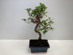 Bonsai  6 años CARMONA MICROPHILYLLA