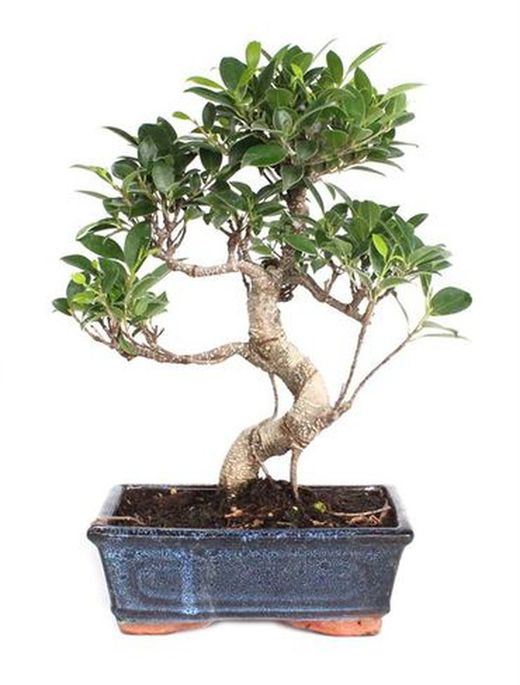 Bonsai  6 años CARMONA MICROPHILYLLA