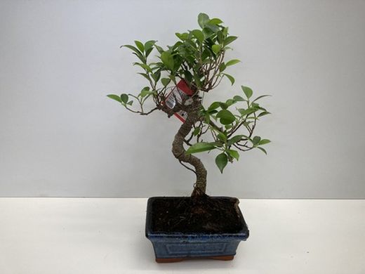 Bonsai  6 años ficus retusa