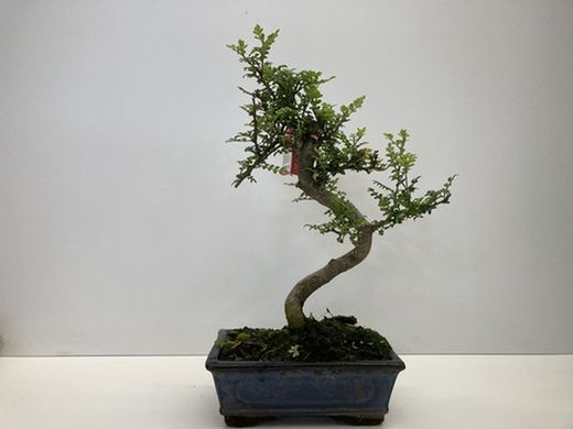 Bonsai 6 años zanthoxilum piperitum