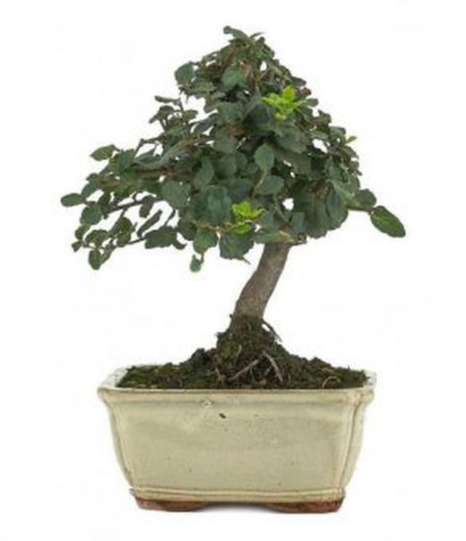 BONSAI 7 AÑOS: PYRACANTHA SP. ZP-B2