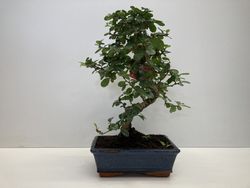 BONSAI 8 AÑOS OLEA EUROPAEA