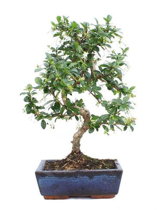 BONSAI 8 AÑOS OLEA EUROPAEA
