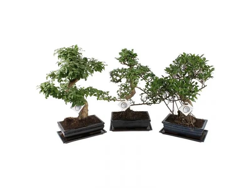 Bonsai 8 años syzigium buxifolium 134569 Mistral Bonsai — GUAL | Garden ...