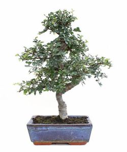 Bonsai 8 años zelkova parvifolia