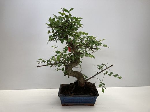 Bonsai 8 años zelkova parvifolia