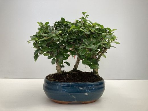 BONSAI 9 AÑOS FICUS CARICA