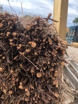 Brezo nacional rollo 2,00 x 3 m