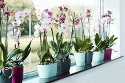 Brussels Orchid Duo 25Cm Soft Green Elho®
