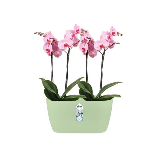 Brussels Orchid Duo 25Cm Soft Green Elho®