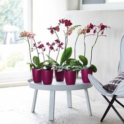 BRUSSELS ORCHID HIGH 12,5CM CHERRY