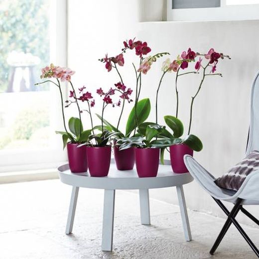 BRUSSELS ORCHID HIGH 12,5CM CHERRY