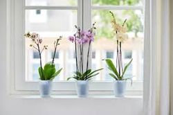 Brussels Orchid High 12