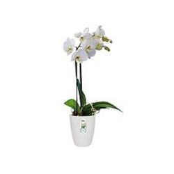 Brussels Orchid High 12