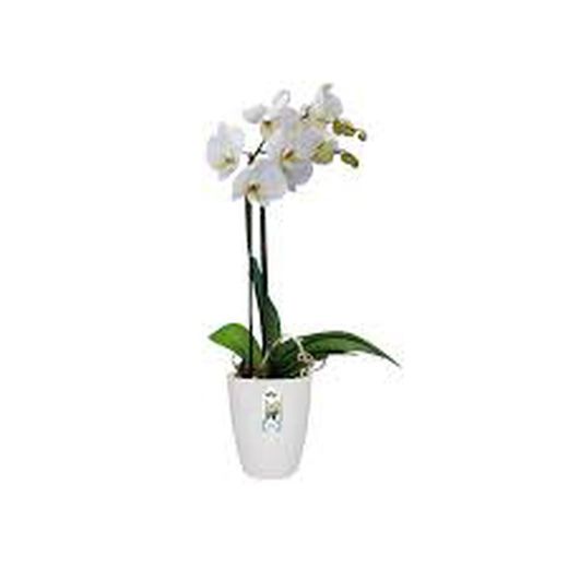 Brussels Orchid High 12