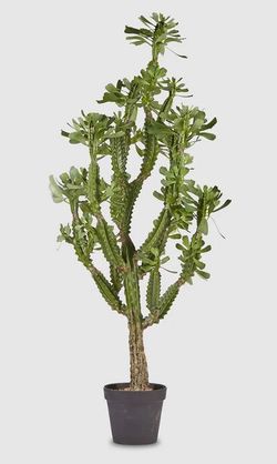Cactus Oeste C/Vaso PVC H148 (SUCC) C0 VERDE