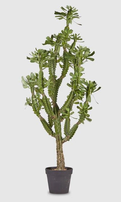 Cactus Oeste C/Vaso PVC H148 (SUCC) C0 VERDE