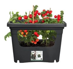 Caja de cultivo Green Basics Stack&Grow large Elho®