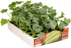 Calabacín Blanco Largo Majistee 4 Plantas en Pack
