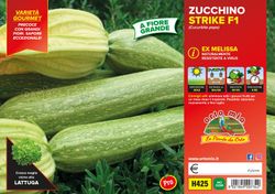Calabacín Claro Flor Melissa Altea 4 Plantas en Pack