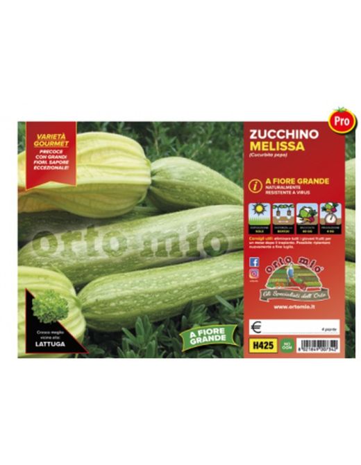 Calabacín Claro Flor Melissa Altea 4 Plantas en Pack