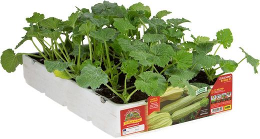 Calabacín Claro Flor Melissa Altea 4 Plantas en Pack