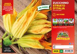 Calabacín de Flor Striato 4 Plantas en Pack