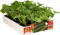 Calabacín Osuro Aloha F1 4 Plantas en Pack