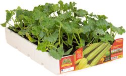 Calabacin Romanesco Floridus F1 4 Plantas en Pack