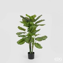 Calathea Bell Con Maceta H115 C2