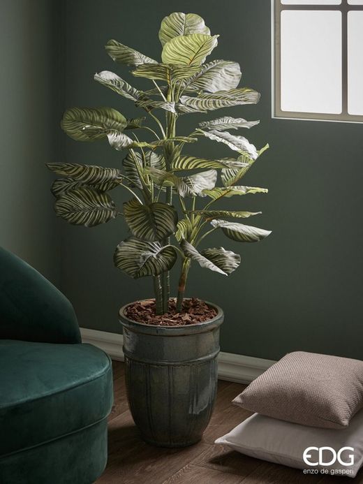 Calathea Bell Con Maceta H115 C2