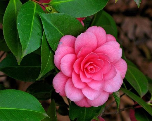 CAMELIA VARIEDADES 80/100 10L