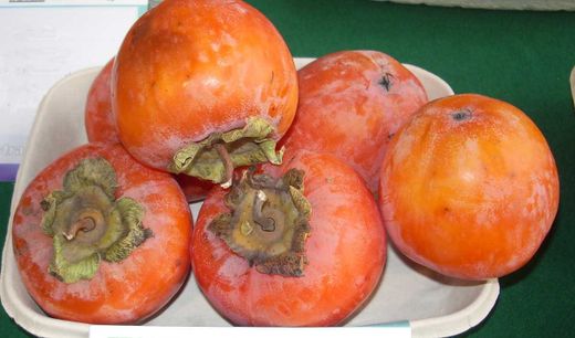 Caqui Chocolate C-26 ITALIA