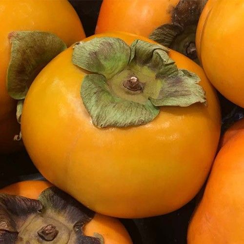 Caqui Fuyu C-26 ITALIA