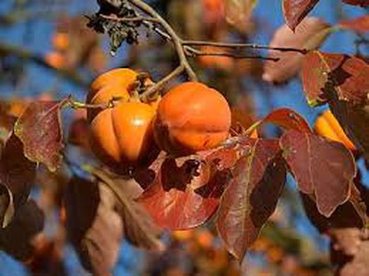 CAQUI FUYU Diospyros kaki 6/8 C-25