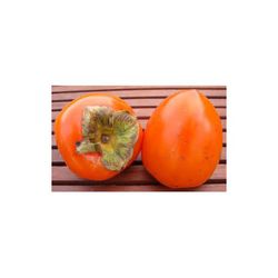 CAQUI ROJO BRILLANTE Diospyros kaki 4/6 C-19