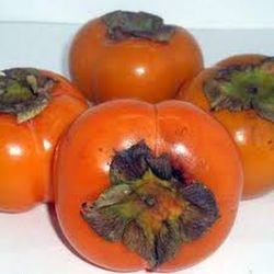 CAQUI SHARON Diospyros kaki 4/6 C-19