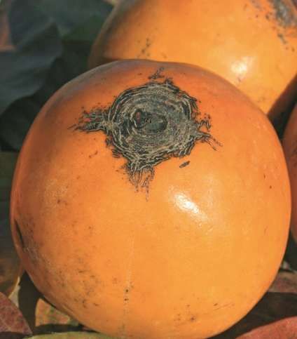 Caqui Vainilla C-26 ITALIA