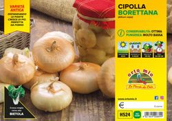 Cebolla Amarilla Borettana 12 Plantas en Pack