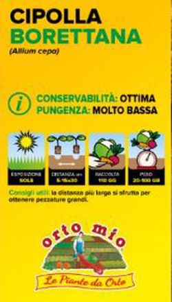 Cebolla Amarilla Borettana 12 Plantas en Pack