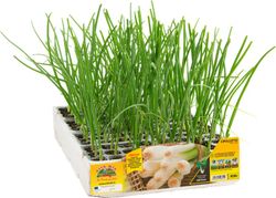Cebolla Blanca Tierna Cipollotto 12 Plantas Pack