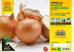Cebolla Dorada Saratonga y Vuelta 12 Plantas en Pack