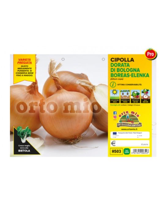 Cebolla Dorada Saratonga y Vuelta 12 Plantas en Pack