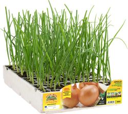 Cebolla Dorada Saratonga y Vuelta 12 Plantas en Pack