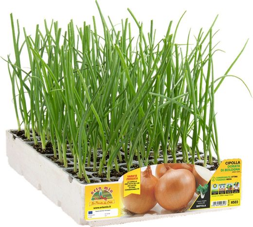 Cebolla Dorada Saratonga y Vuelta 12 Plantas en Pack