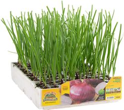 Cebolla Roja Dulce Bremen 12 Plantas en Pack