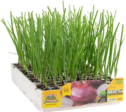 Cebolla Roja Dulce Bremen 12 Plantas en Pack