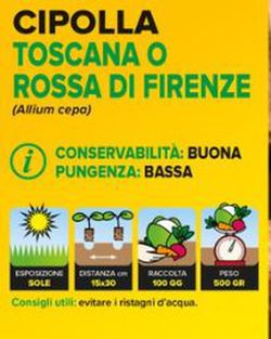 Cebolla Toscana / Roja Florencia 12 Plantas en Pack