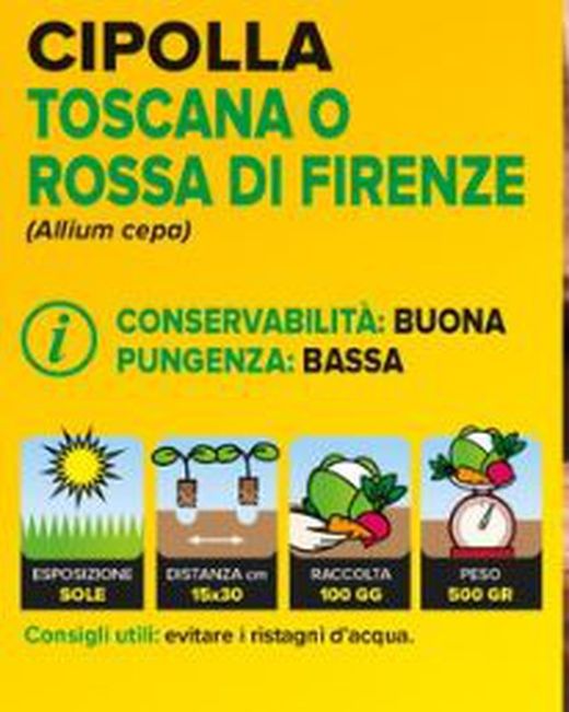 Cebolla Toscana / Roja Florencia 12 Plantas en Pack